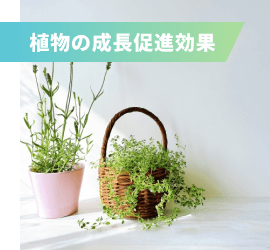 植物の成長促進効果